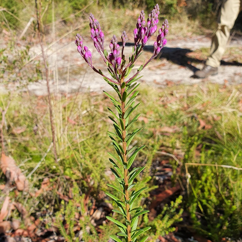 Comesperma ericinum (Comesperma ericinum)