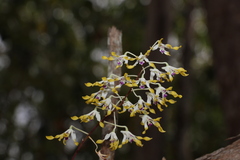 Dendrobium canaliculatum