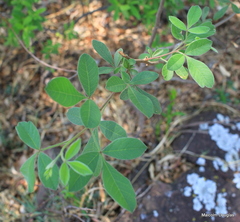 Searsia pyroides