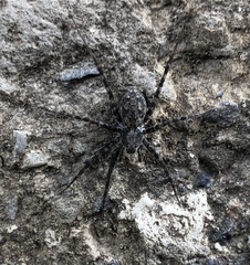 Lycosoidea