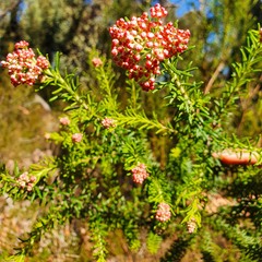 Ozothamnus diosmifolius
