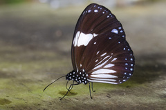 Euploea radamanthus