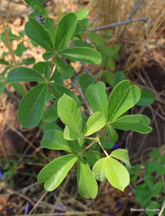 Vitex pooara