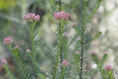 Ozothamnus diosmifolius