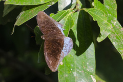 Tanaecia iapis