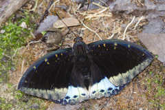 Lexias dirtea