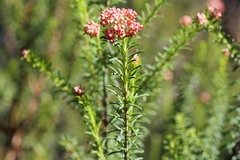 Ozothamnus diosmifolius