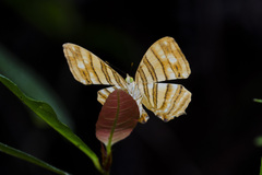 Chersonesia rahria