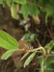 Paragus serratus