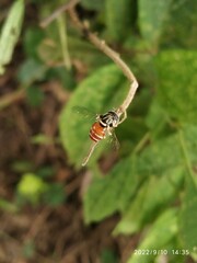 Paragus serratus