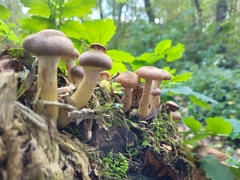 Armillaria borealis