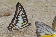Graphium chironides