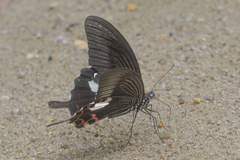 Papilio helenus