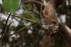 Dendrobium canaliculatum