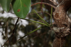 Dendrobium canaliculatum