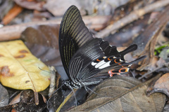 Papilio helenus