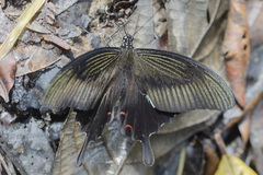 Papilio helenus