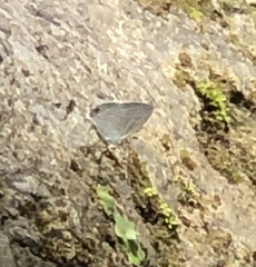 Catochrysops