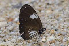 Euploea radamanthus