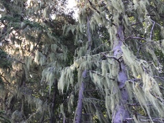 Usnea trichodea