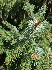Picea omorika