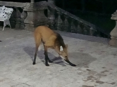 Chrysocyon brachyurus