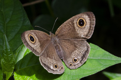 Ypthima pandocus