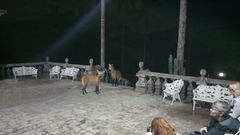 Chrysocyon brachyurus