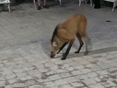 Chrysocyon brachyurus