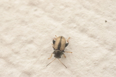 Chaetocnema conducta