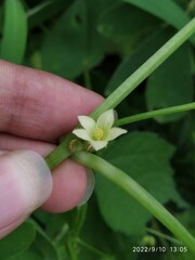 Diplocyclos palmatus
