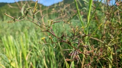 Ludwigia