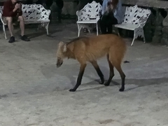 Chrysocyon brachyurus