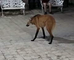 Chrysocyon brachyurus