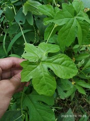 Diplocyclos palmatus