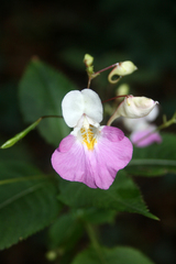 Impatiens balfourii