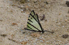 Graphium agetes