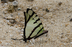 Graphium agetes