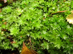 Rhodobryum