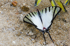 Graphium agetes