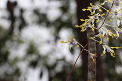 Dendrobium canaliculatum