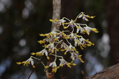 Dendrobium canaliculatum