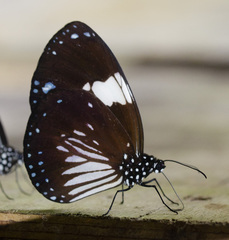 Euploea radamanthus