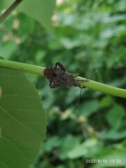 Acanthocoris scabrator