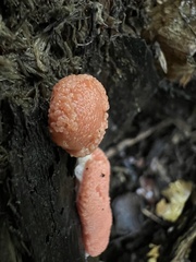 Tubifera