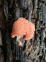 Tubifera