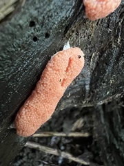 Tubifera