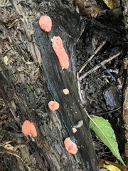 Tubifera