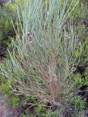 Cytisus oromediterraneus