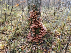 Armillaria borealis